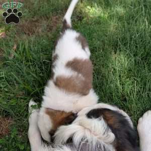 “Lia” Amelia Earhart, Saint Bernard Puppy
