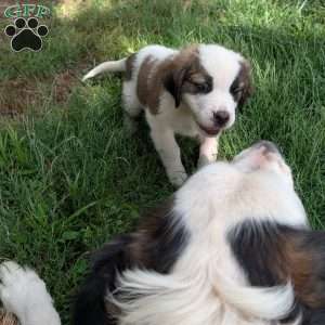 “Lia” Amelia Earhart, Saint Bernard Puppy