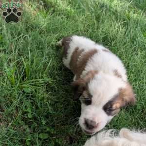 “Lia” Amelia Earhart, Saint Bernard Puppy