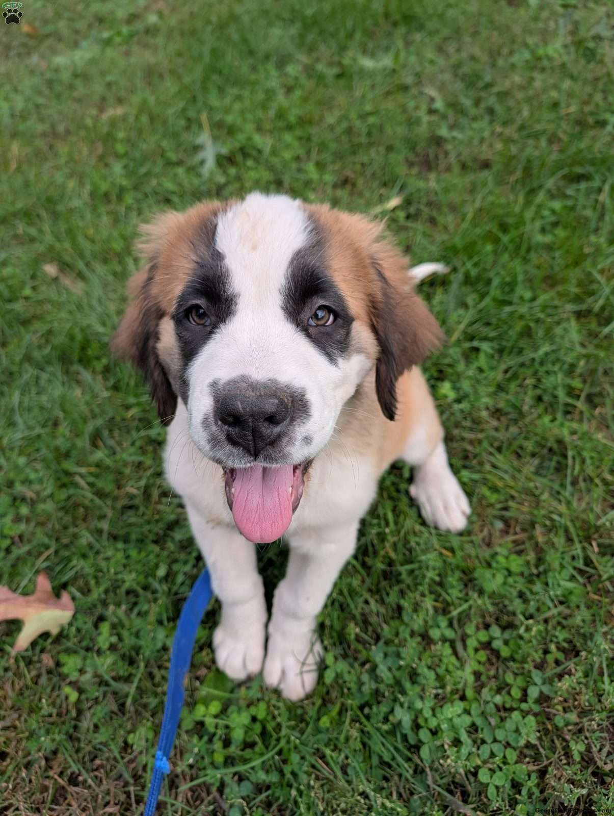 Saint Bernard