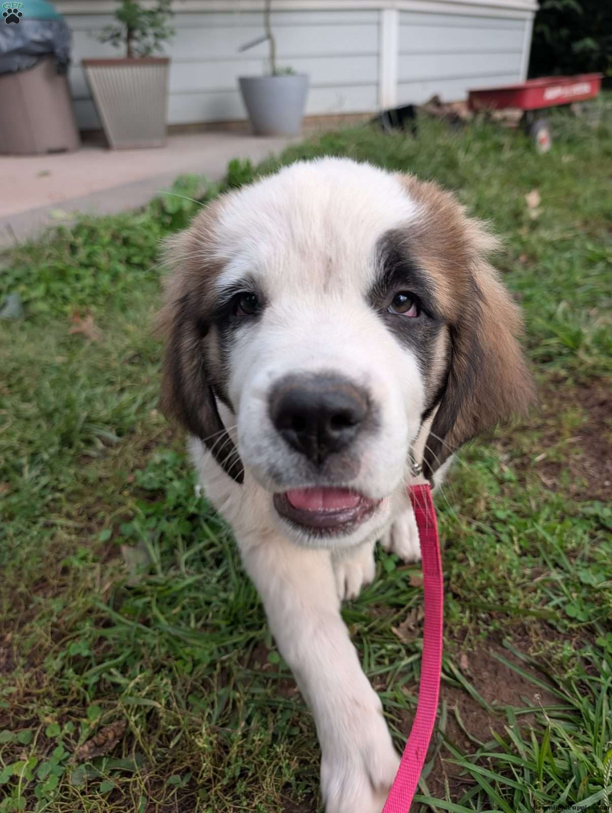 Saint Bernard