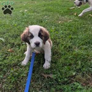 “Lia” Amelia Earhart, Saint Bernard Puppy