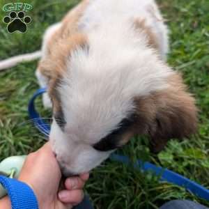 “Lia” Amelia Earhart, Saint Bernard Puppy