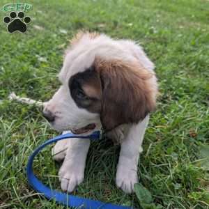 “Lia” Amelia Earhart, Saint Bernard Puppy