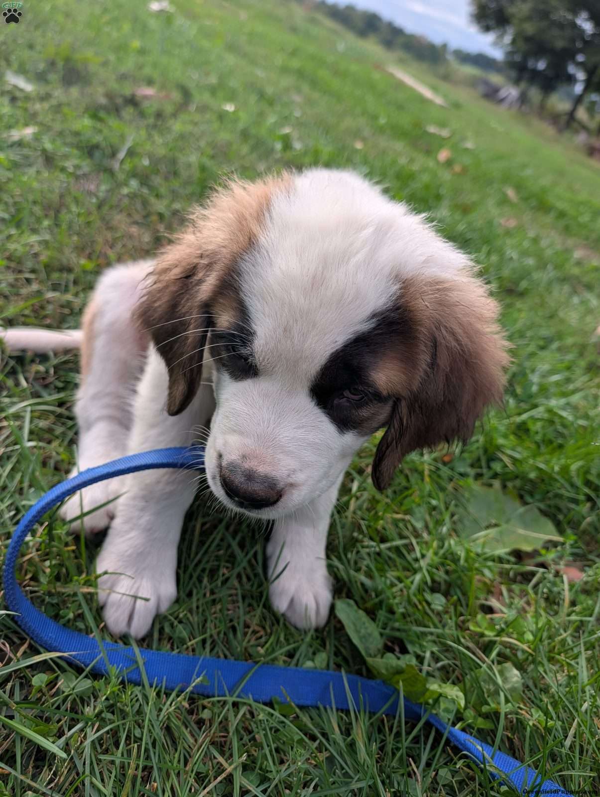 Saint Bernard