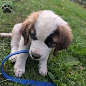“Lia” Amelia Earhart, Saint Bernard Puppy