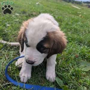 “Lia” Amelia Earhart, Saint Bernard Puppy