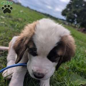 “Lia” Amelia Earhart, Saint Bernard Puppy