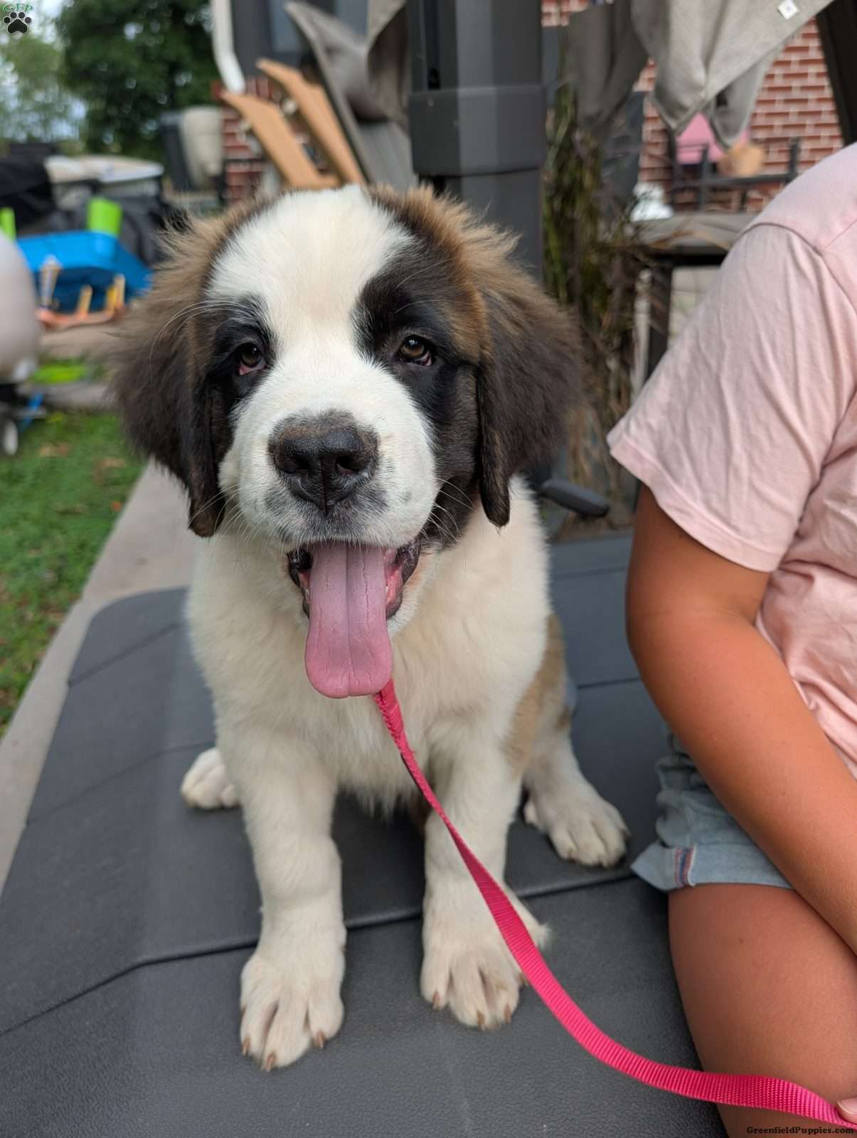Saint Bernard