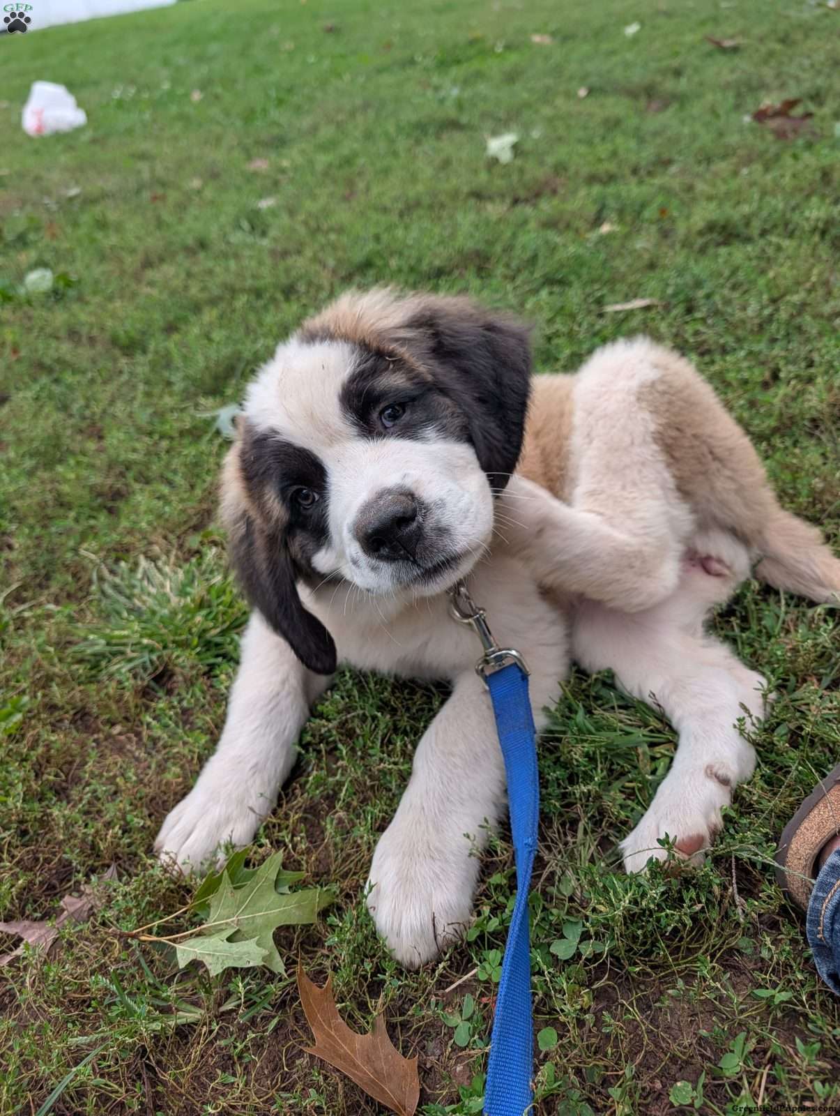 Saint Bernard