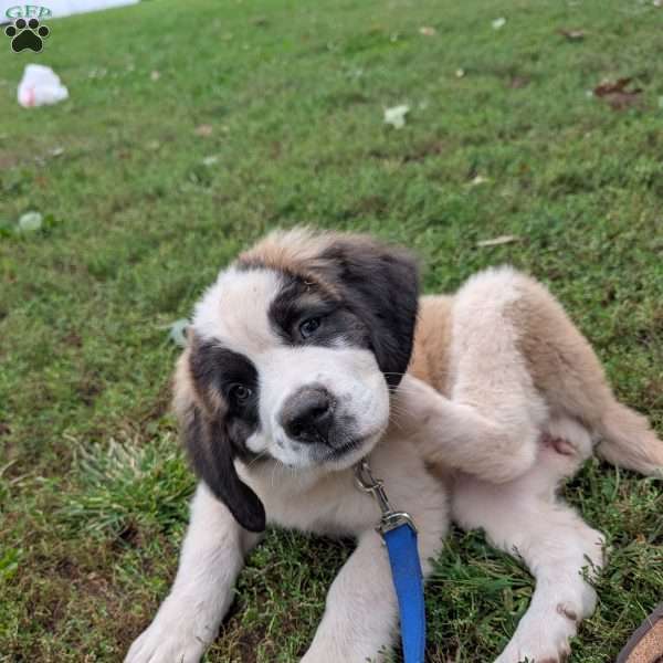 Betsy Ross, Saint Bernard Puppy