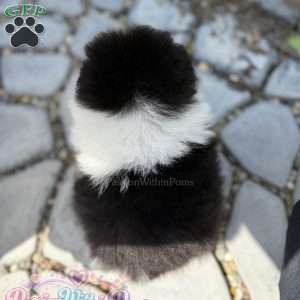 Little Mars, Pomeranian Puppy