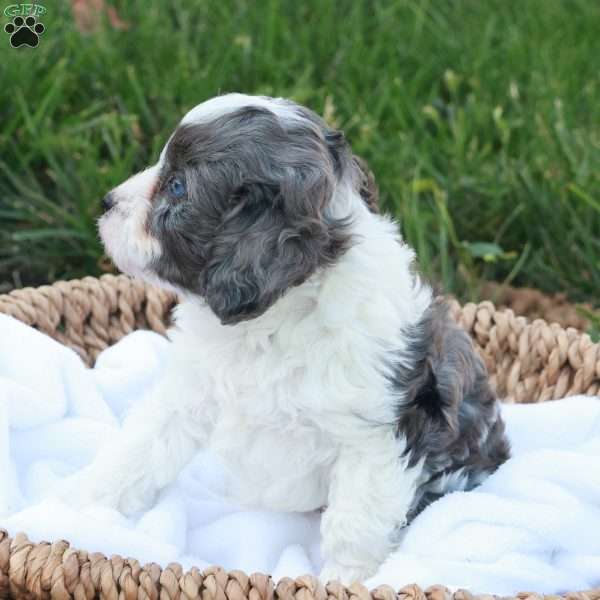 Carlin, Cavapoo Puppy