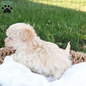 Hannah, Havapoo Puppy