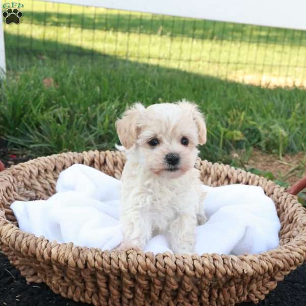 Hannah, Havapoo Puppy