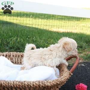 Hannah, Havapoo Puppy