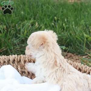 Hannah, Havapoo Puppy