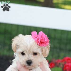 Hannah, Havapoo Puppy