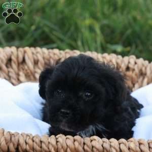 Hanson, Havapoo Puppy