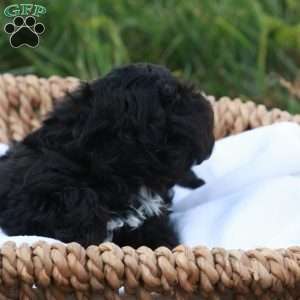 Hanson, Havapoo Puppy