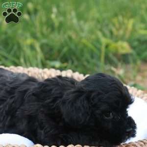Hanson, Havapoo Puppy