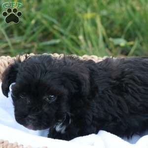 Hanson, Havapoo Puppy