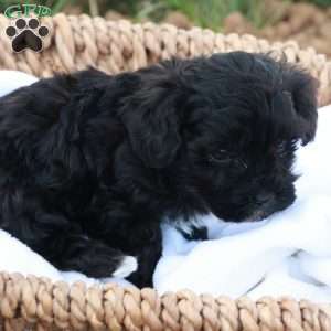 Hanson, Havapoo Puppy