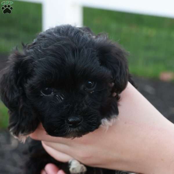 Hanson, Havapoo Puppy