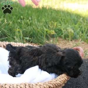 Hudson, Havapoo Puppy