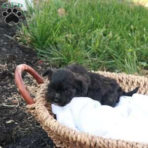 Hudson, Havapoo Puppy