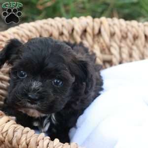 Hudson, Havapoo Puppy