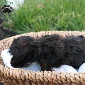 Hudson, Havapoo Puppy