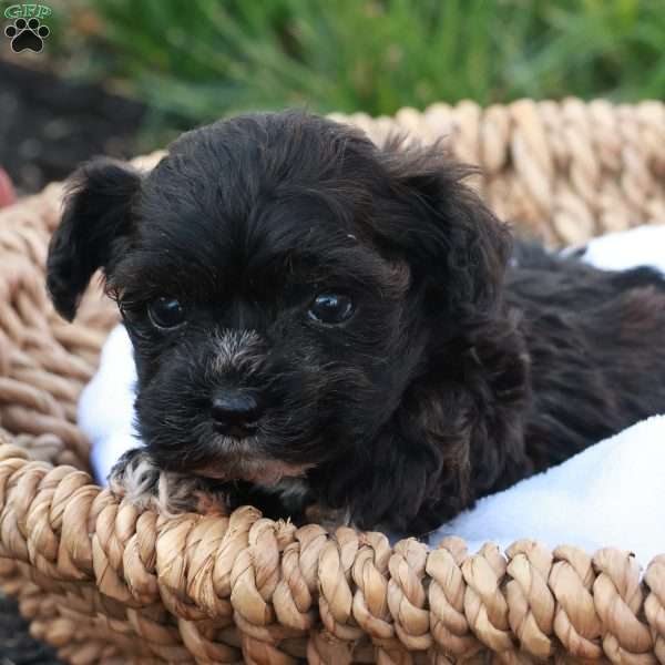 Hudson, Havapoo Puppy