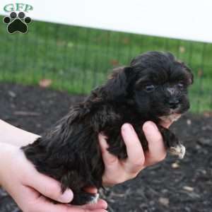 Hudson, Havapoo Puppy