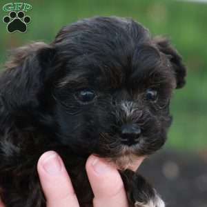 Hudson, Havapoo Puppy