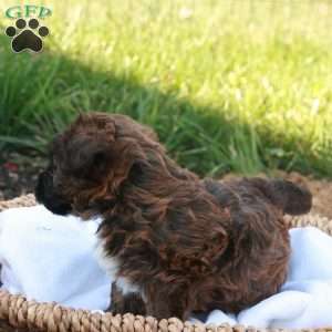 Jessica, Jack-a-poo Puppy