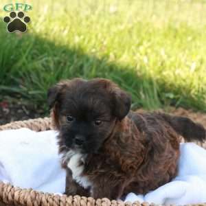 Jessica, Jack-a-poo Puppy