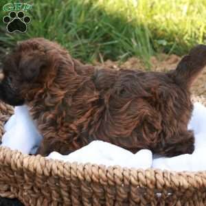 Jessica, Jack-a-poo Puppy