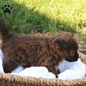 Jessica, Jack-a-poo Puppy