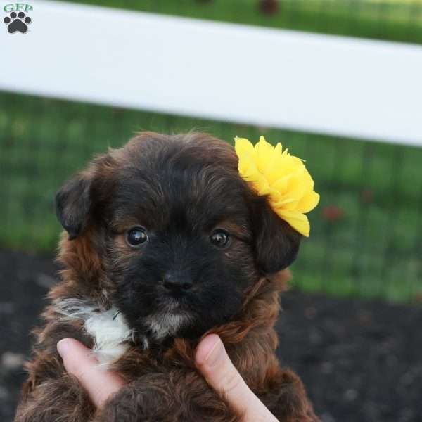 Jessica, Jack-a-poo Puppy