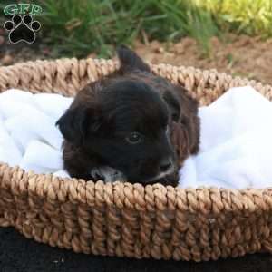 John, Jack-a-poo Puppy