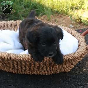 John, Jack-a-poo Puppy