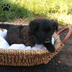 John, Jack-a-poo Puppy