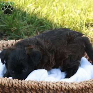 John, Jack-a-poo Puppy