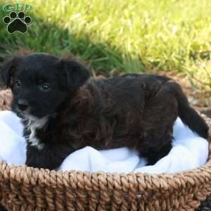 John, Jack-a-poo Puppy