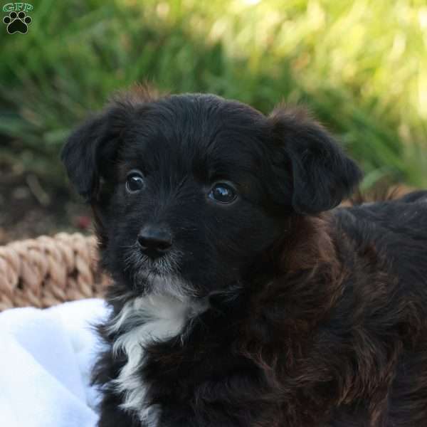 John, Jack-a-poo Puppy