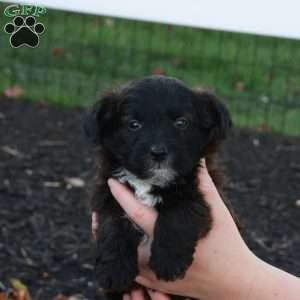 John, Jack-a-poo Puppy