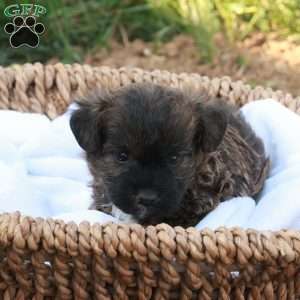 James, Jack-a-poo Puppy