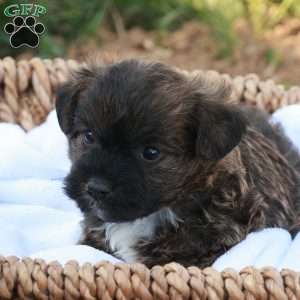 James, Jack-a-poo Puppy