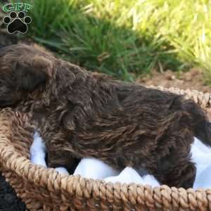 James, Jack-a-poo Puppy